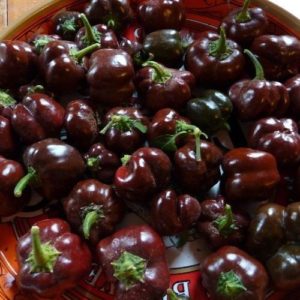 chocolate peppers