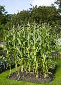 sweetcorn patch