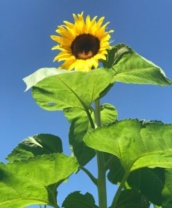 Giant Sunflower